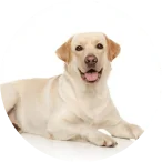 Lilah - Team Member